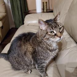 Lost Male Cat last seen Forest Green, off Arden Ave, Staten Island, NY 10312