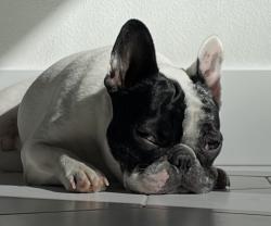Lost Male Dog last seen Pinnacle Ridge, Skinner Road, Robe Menzel, Granite Falls, WA 98252