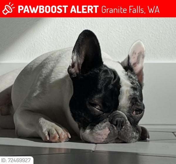 Lost Male Dog last seen Pinnacle Ridge, Skinner Road, Robe Menzel, Granite Falls, WA 98252