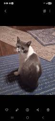 Lost Male Cat last seen Near s grand ave san pedro , Los Angeles, CA 90731