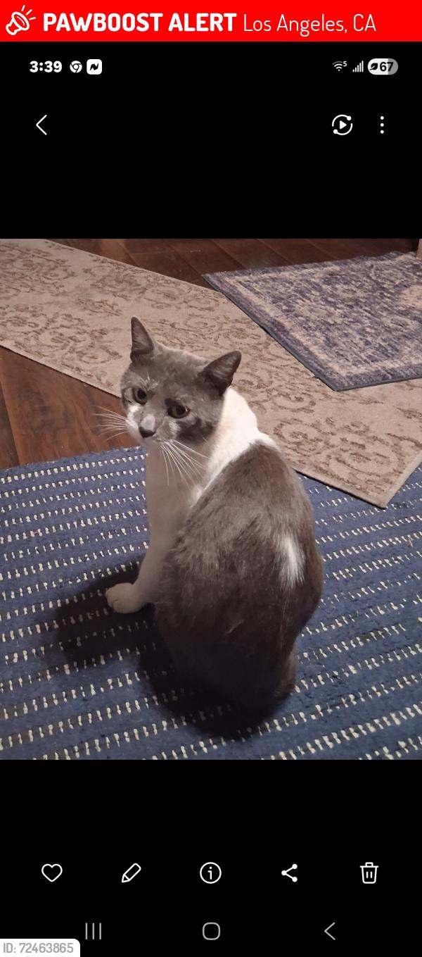 Lost Male Cat last seen Near s grand ave san pedro , Los Angeles, CA 90731
