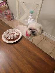 Lost Male Dog last seen East Taylor, Harlingen, TX 78550