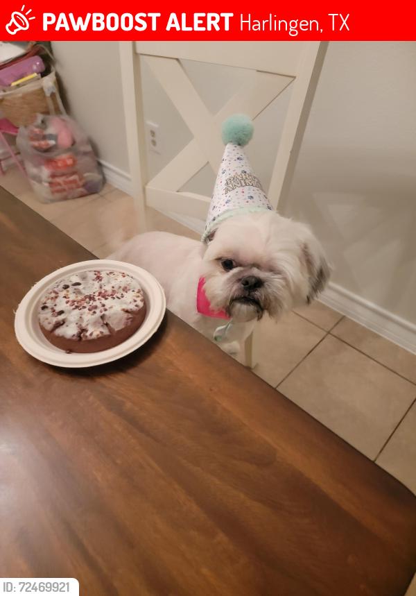 Lost Male Dog last seen East Taylor, Harlingen, TX 78550