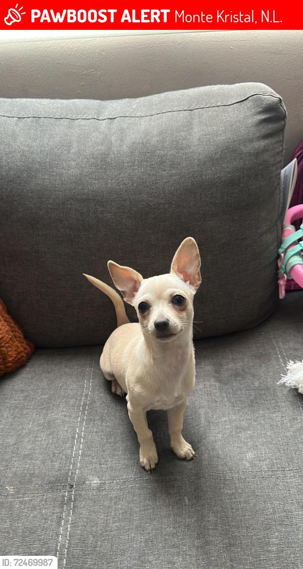 Lost Female Dog last seen Av.geranios , Monte Kristal, N.L. 67276