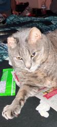 Lost Male Cat last seen Halifax Humain Society , Daytona Beach, FL 32124