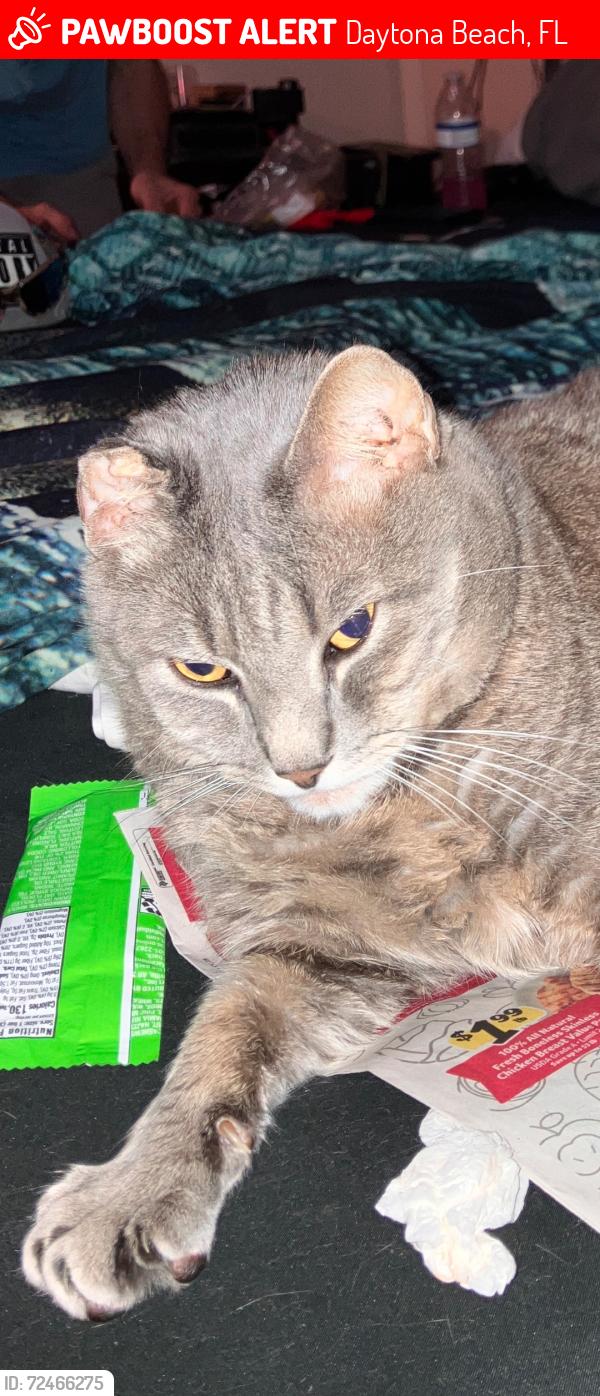 Lost Male Cat last seen Halifax Humain Society , Daytona Beach, FL 32124