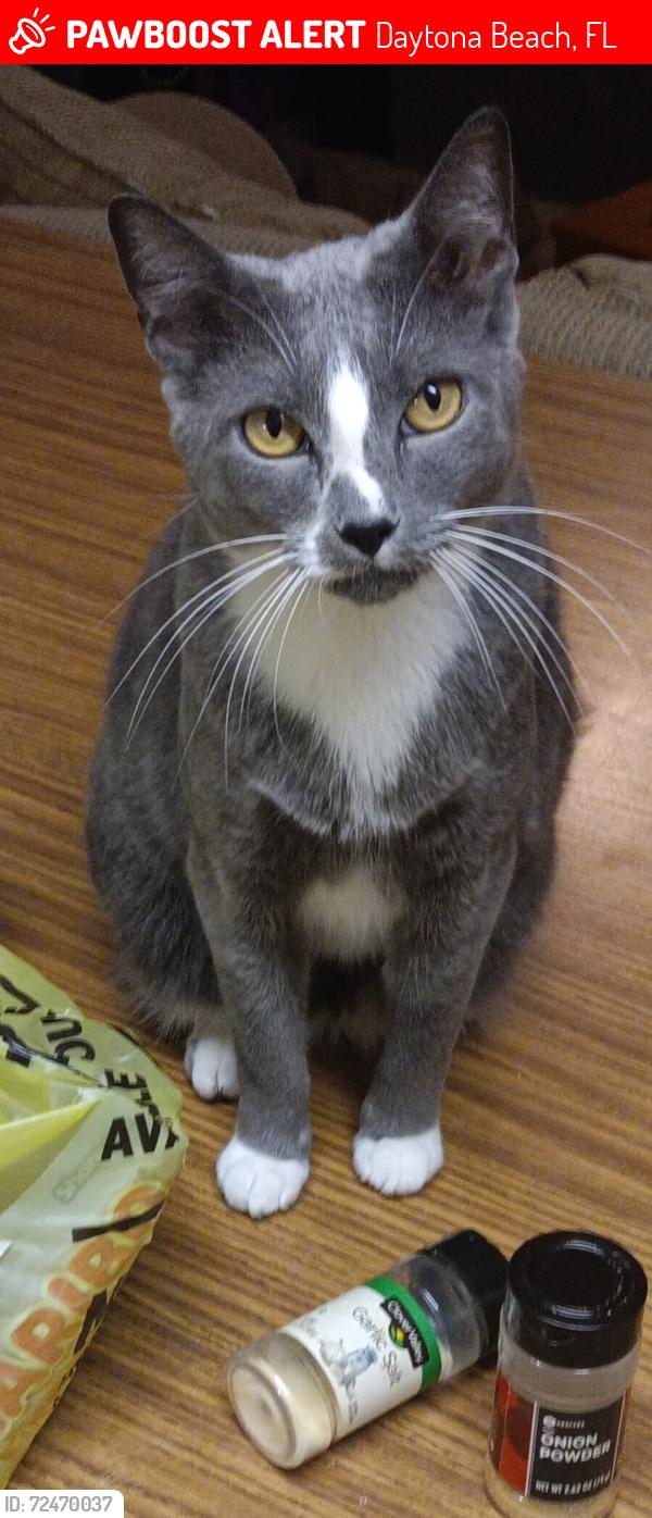 Lost Male Cat last seen Halifax Humain Society, Daytona Beach, FL 32124