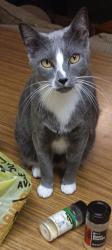 Lost Male Cat last seen Halifax Humain Society , Daytona Beach, FL 32124