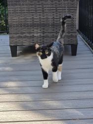 Lost Female Cat last seen Darden Hill and Fieldstone Loop , Austin, TX 78737