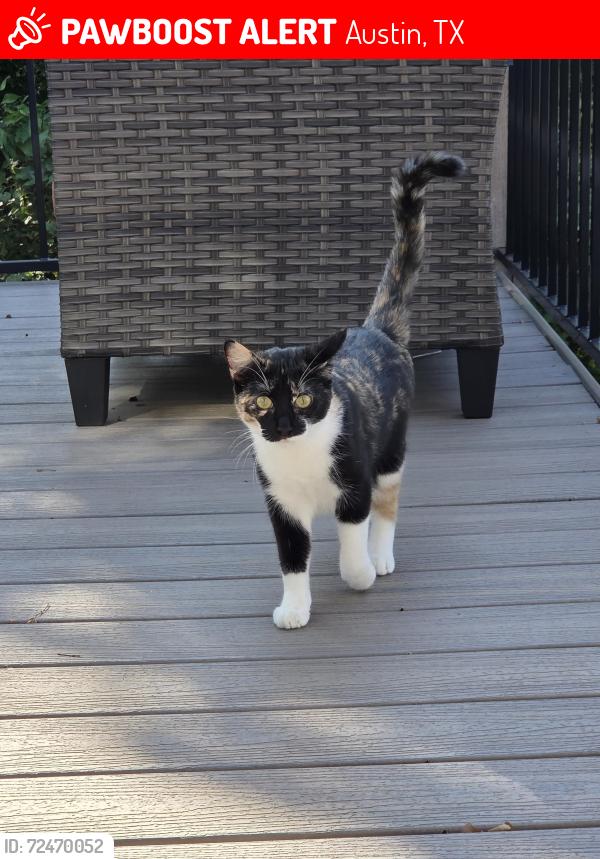 Lost Female Cat last seen Darden Hill and Fieldstone Loop , Austin, TX 78737