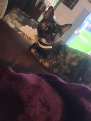 Lost Female Cat last seen Iowa and Singleton , Indianapolis, IN 46203