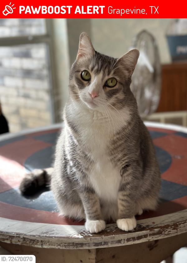 Lost Female Cat last seen Dove Loop and Mockingbird, Grapevine, TX 76051