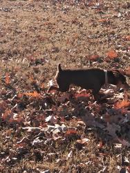Lost Male Dog last seen Highland and Carnes, Memphis, TN 38111