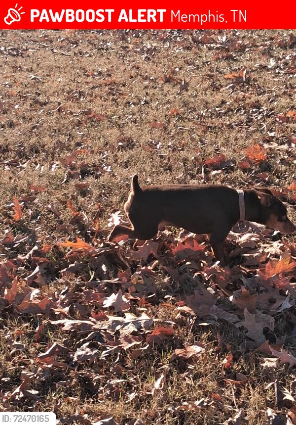 Lost Male Dog last seen Highland and Carnes, Memphis, TN 38111