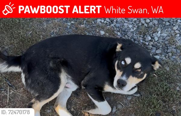 Lost Male Dog last seen White Swan, Coburn Loop Rd. , White Swan, WA 98952
