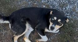Lost Male Dog last seen White Swan, Coburn Loop Rd. , White Swan, WA 98952