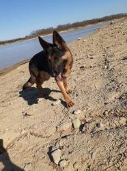 Lost Female Dog last seen 7th and Nebraska, near the library., Marion, IN 46953