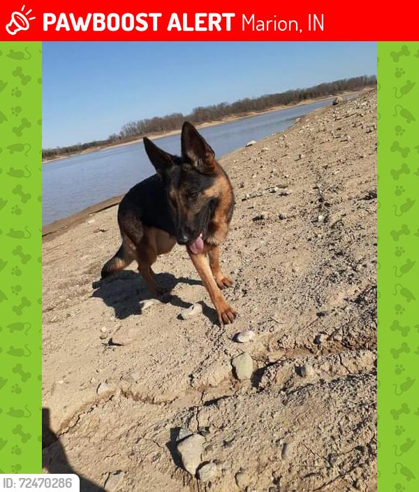 Lost Female Dog last seen 7th and Nebraska, near the library., Marion, IN 46953