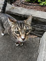 Lost Female Cat last seen 53rd Ave South and South 297th Place, Auburn, WA 98001