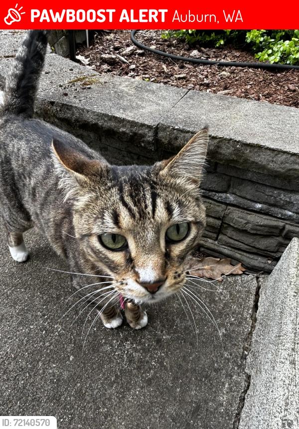Lost Female Cat last seen 53rd Ave South and South 297th Place, Auburn, WA 98001