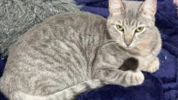 Lost Female Cat last seen Dale and Broadway, Anaheim, CA 92804