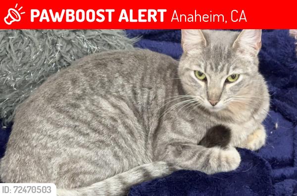 Lost Female Cat last seen Dale and Broadway, Anaheim, CA 92804