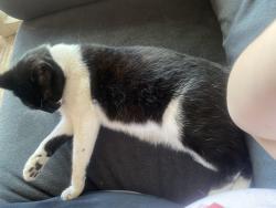 Lost Female Cat last seen Floyd and rose, Modesto, CA 95355