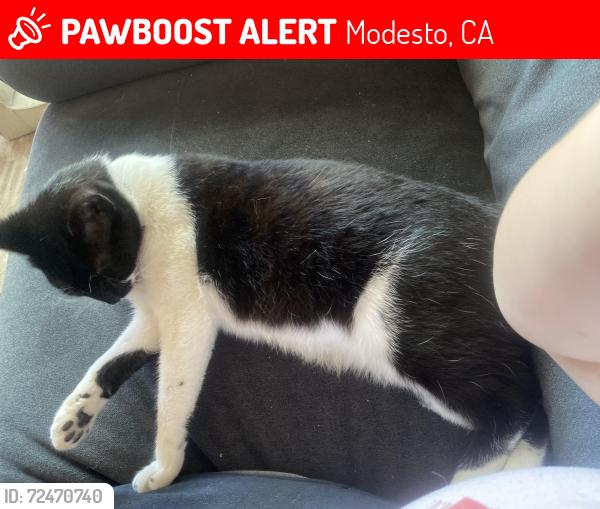 Lost Female Cat last seen Floyd and rose, Modesto, CA 95355