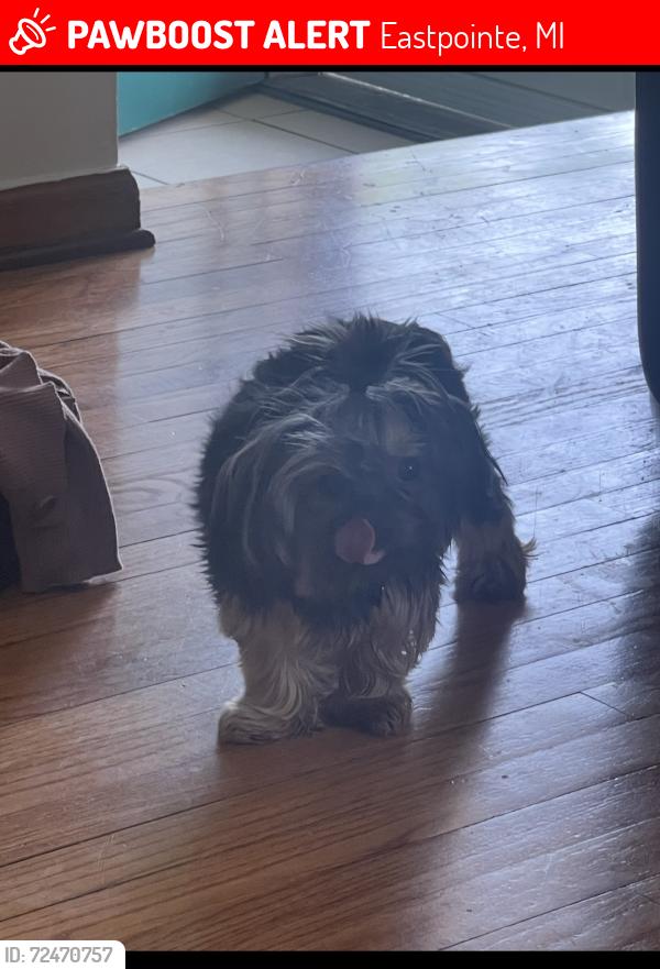 Lost Male Dog last seen E 8 Mile and Gratiot, Eastpointe, MI 48021
