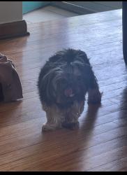 Lost Male Dog last seen E 8 Mile and Gratiot, Eastpointe, MI 48021