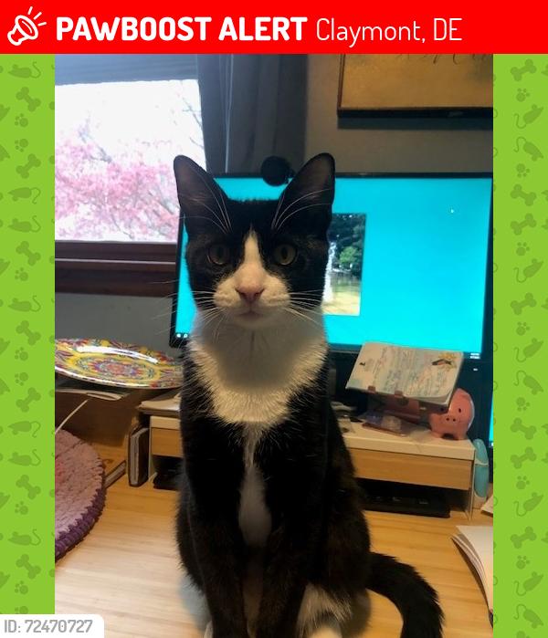 Lost Male Cat last seen Green Street, Claymont, DE 19703