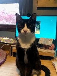 Lost Male Cat last seen Green Street, Claymont, DE 19703