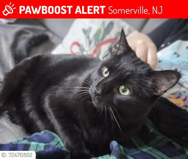 Lost Female Cat last seen Davenport St, Somerville, NJ 08876