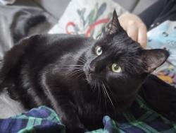 Lost Female Cat last seen Davenport St, Somerville, NJ 08876