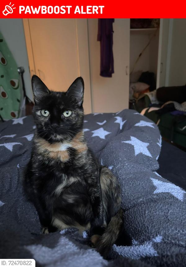 Lost Female Cat last seen Next to Cambuslang Public Park, Cambuslang Old Parish Church, Kirkhill Train Station, , Cambuslang, Scotland G72