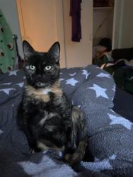Lost Female Cat last seen Next to Cambuslang Public Park, Cambuslang Old Parish Church, Kirkhill Train Station, , Cambuslang, Scotland G72