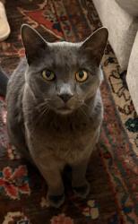 Lost Male Cat last seen Savannah Heights Drive , Austin, TX 78717