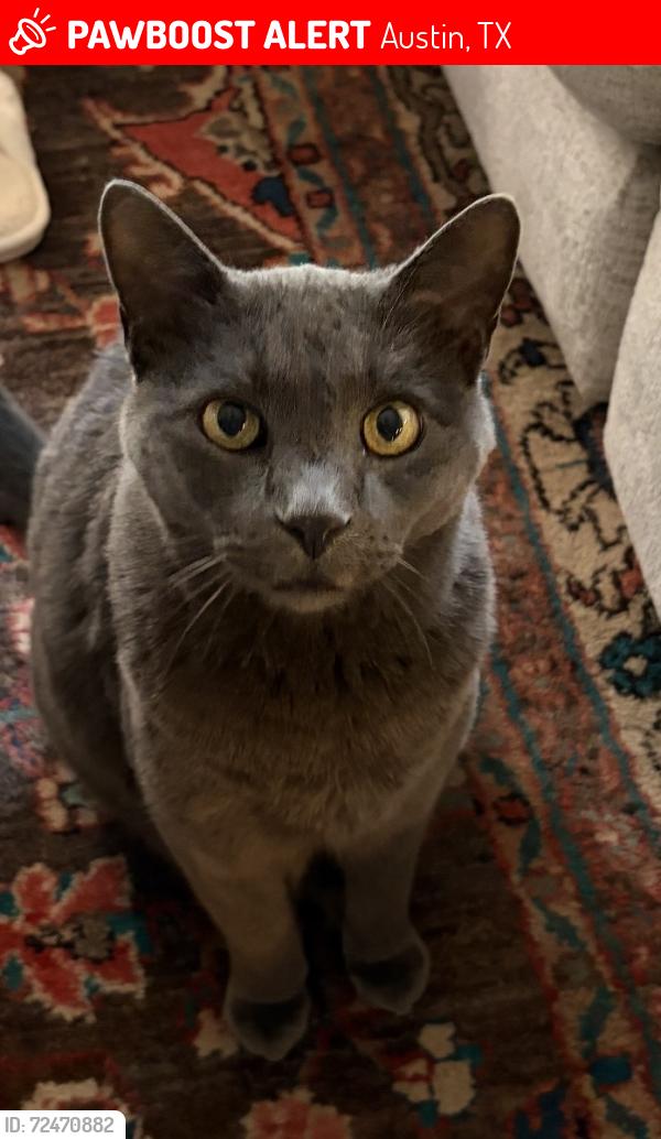 Lost Male Cat last seen Savannah Heights Drive , Austin, TX 78717