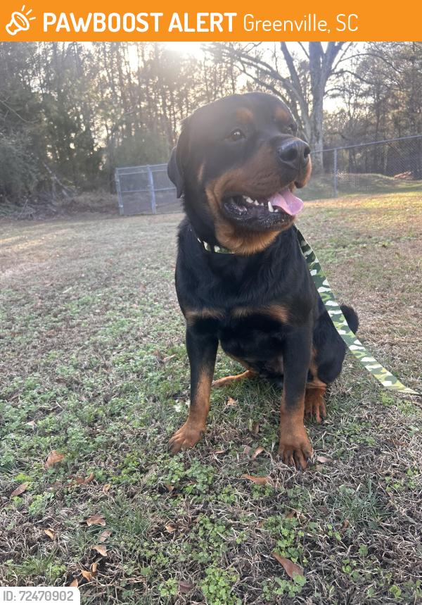 Greenville SC Stray Male Dog Found Near Near Dunean St Greenville Sc 89032 
