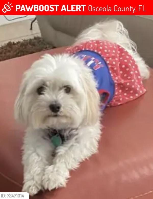 Lost Female Dog last seen Indian Wells , Osceola County, FL 34746