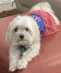 Lost Female Dog last seen Indian Wells , Osceola County, FL 34746