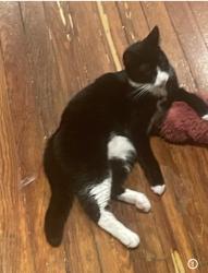 Lost Female Cat last seen Cobbs Creek Parkway Philadelphia 19143, Philadelphia, PA 19143