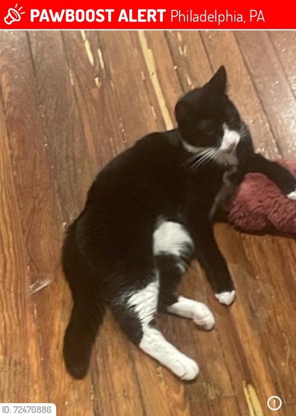 Lost Female Cat last seen Cobbs Creek Parkway Philadelphia 19143, Philadelphia, PA 19143