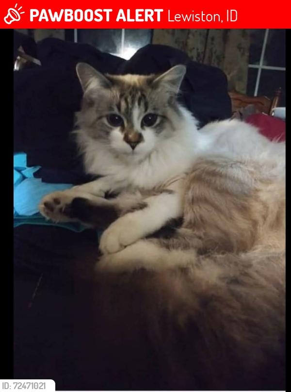 Lost Female Cat last seen 5th and Preston,  but was stolen and dumped in weippe idaho, Lewiston, ID 83501