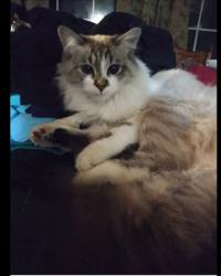 Lost Female Cat last seen 5th and Preston,  but was stolen and dumped in weippe idaho, Lewiston, ID 83501