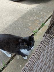 Lost Male Cat last seen Center and Arbrook , Arlington, TX 76014