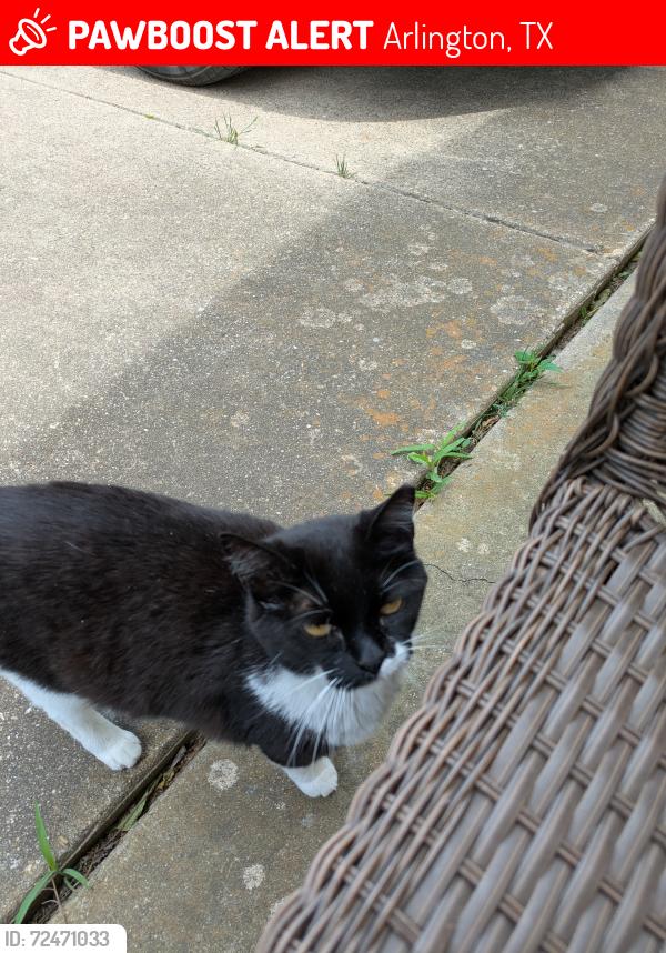 Lost Male Cat last seen Center and Arbrook , Arlington, TX 76014