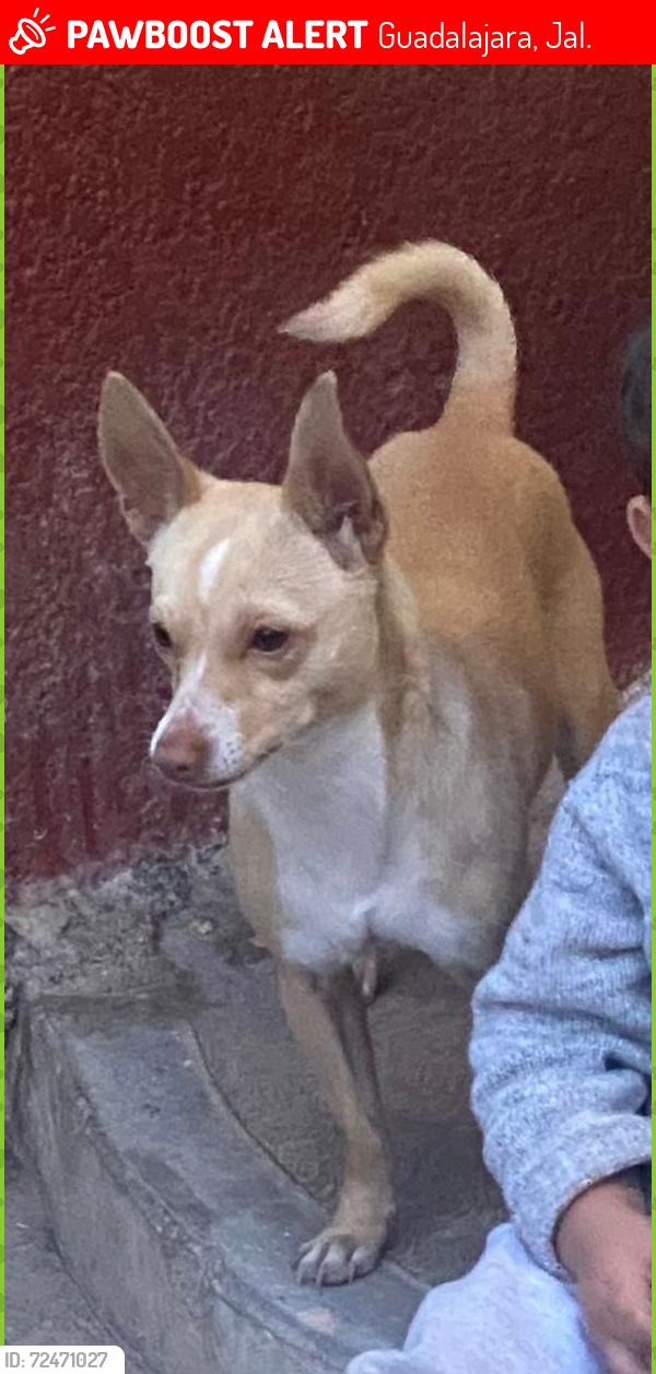 Lost Male Dog last seen Calle: Juárez 29 a un costado del campo de futbol en la comunidad San Miguel Tenancingo Estado de Mexico, Guadalajara, Jal. 44100