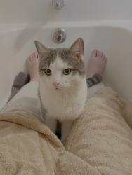 Found/Stray Male Cat last seen By 1000 Social at the Exchange, Raleigh, NC 27609