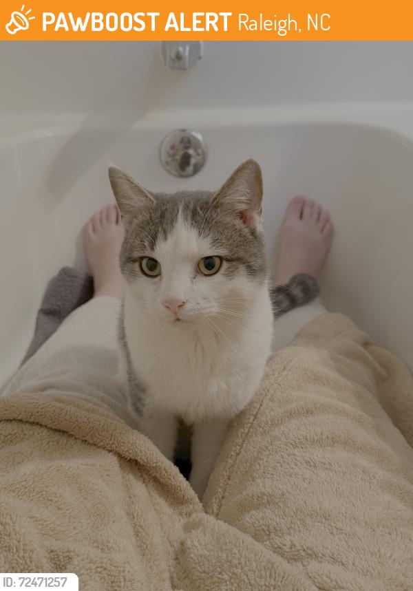 Found/Stray Male Cat last seen By 1000 Social at the Exchange, Raleigh, NC 27609